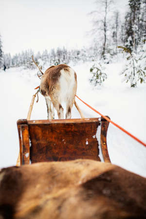 Reindeer safari in beautiful winter forest in Finnish Laplandの写真素材
