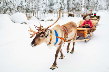 Teenage kids on reindeer safari in winter forest in Lapland Finlandの写真素材