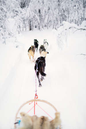 Sledding with husky dogs in winter forest in Lapland Finlandの写真素材