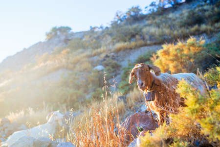 Goat grazing outdoors on Milos island in Greeceの写真素材