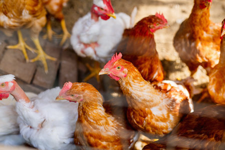 Chickens in small family farm in Italy