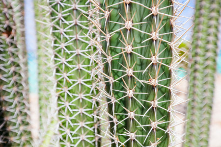 Close up of cactus texture