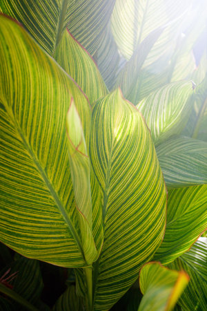 Nature background of fresh green palm tree leaves close up