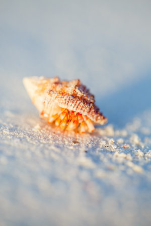 Hermit crab on white sand beach with copy space great for adの写真素材