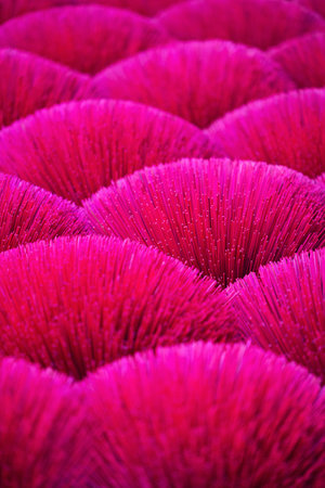 Pink incense sticks drying outdoor in village near Hanoi in Vietnamの写真素材