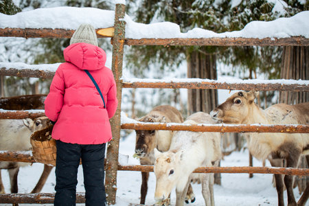 Cute pre-teen girl outdoors feeding reindeers on farm on sunny winter day in Lapland Finlandの写真素材