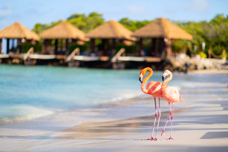 Pink flamingos at beach in Arubaの写真素材