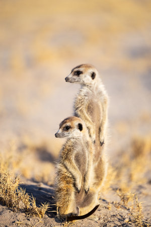Close-up of two meerkats standing upright in a golden arid landscape, attentively observing their surroundings under warm sunlight.の写真素材