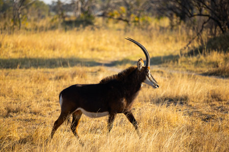 A majestic sable antelope with striking black fur and curved horns is captured mid-stride in the golden grasslands of Botswana, radiating strength and elegance.の写真素材