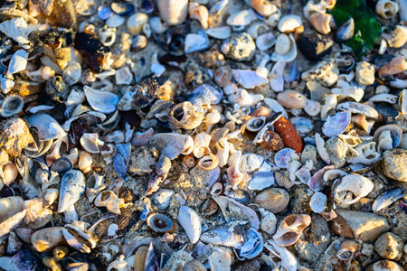 A close-up view of an assortment of broken seashells scattered across the sandy shoreline, showcasing diverse shapes, colors, and textures glistening in the coastal sunlight.の写真素材