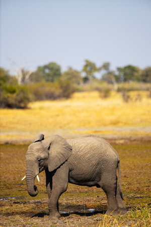 A serene portrait of an African elephant standing amidst a dry savanna landscape, exuding strength and tranquility under the golden sunlight.の写真素材