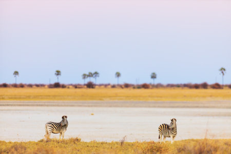 Two zebras stand on a golden savanna under a soft pastel sky, with distant palm trees scattered across the horizon, creating a serene and tranquil scene.の写真素材
