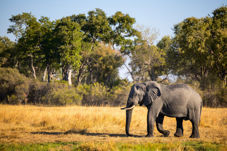 A solitary elephant with visible tusks strolling across a golden grassland under bright sunlight, with lush green trees in the background.の写真素材