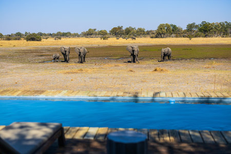 A serene luxury hotel pool with a wooden deck, offering a direct view of elephants grazing in the wild, set in Botswana's golden savanna landscape.の写真素材