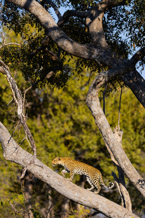 A leopard prowling along a tree branch in its natural habitat, illuminated by golden sunlight and surrounded by dense green foliage.の写真素材