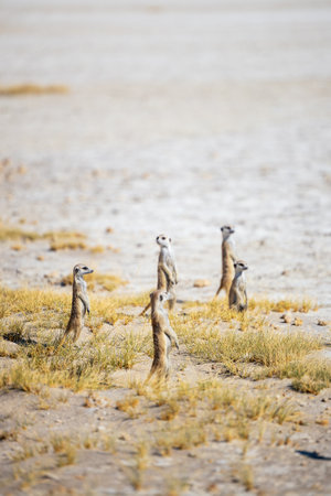 A group of meerkats stands upright on a dry, grassy plain, attentively scanning their surroundings, showcasing their social and vigilant behavior in a natural desert habitat.の写真素材
