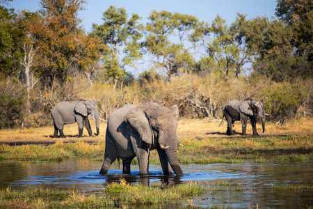 A peaceful scene of elephants at a waterhole surrounded by lush greenery in Botswana, showcasing their natural habitat and behavior.の写真素材