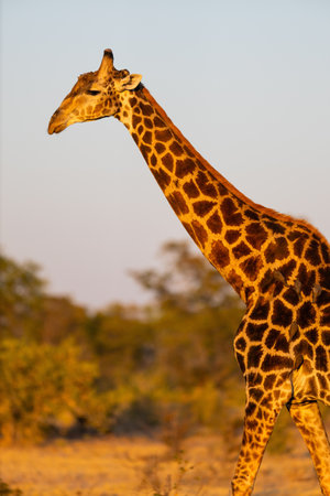 A detailed side profile of a giraffe&#39;s neck and head illuminated by golden sunlight, showcasing its distinctive spotted pattern against a soft natural backdrop.の写真素材