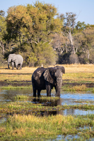 A single elephant covered in mud stands in a shallow watering hole with grassy edges, surrounded by savanna trees and other elephants in the background.の写真素材