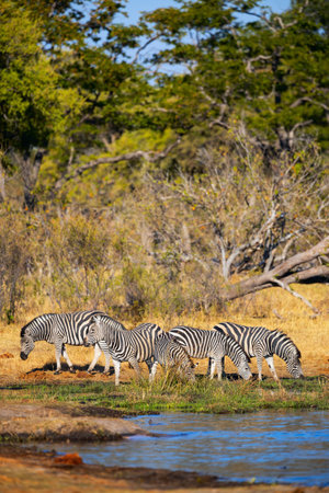 A group of zebras grazing near a water source in a savanna environment, surrounded by dry grass and sparse trees under a clear blue sky.の写真素材