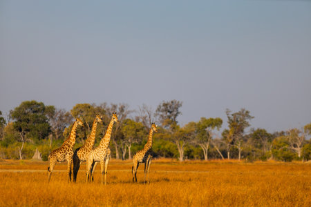 A group of giraffes standing in the golden savanna, surrounded by sparse trees under a clear blue sky, showcasing the vast African wilderness.の写真素材