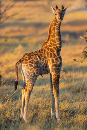 A young giraffe standing tall in a sunlit African grassland, its spotted coat blending beautifully with the golden tones of the surrounding dry vegetation.の写真素材