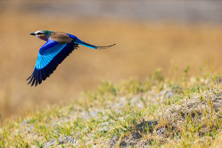 A stunning lilac-breasted roller in flight, showcasing its vibrant blue wings and colorful plumage against a blurred grassy and earthy background in a natural habitat.の写真素材