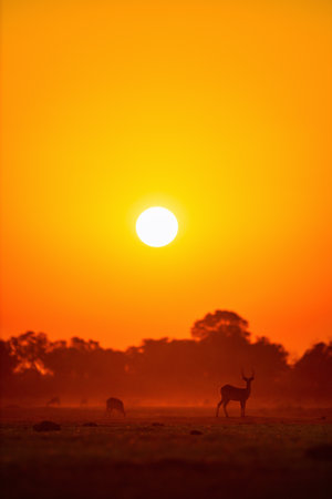 A glowing sunset casts a deep orange and red hue over a tranquil savanna, with silhouettes of grazing antelopes and distant trees adding a serene touch.の写真素材