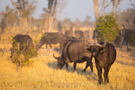 A herd of African buffalo grazing in golden grasslands during sunrise or sunset, showcasing their robust build and impressive horns, set against a serene Botswana landscape.の写真素材