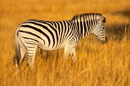 A solitary zebra grazes peacefully in a field of tall golden grass, its distinctive black-and-white stripes standing out against the warm hues of Botswana's savanna.の写真素材