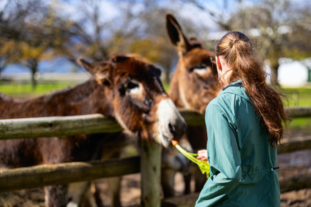 Girl with long brown hair wearing green jacket feeds carrots to curious donkeys leaning over wooden fence at farm.の写真素材