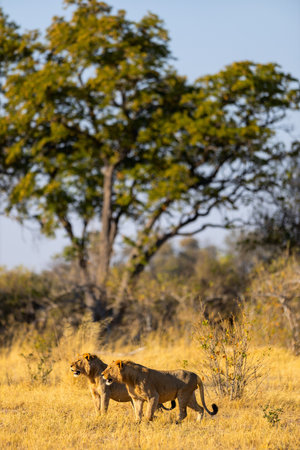 Two male lions stand together in the golden grasslands of Botswana, surveying their surroundings with a large tree and dry bushland in the background.の写真素材