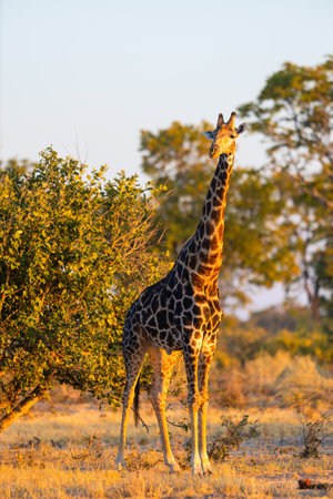 A solitary giraffe stands tall in the golden glow of sunset, surrounded by sparse greenery and open savannah in its natural African habitat.の写真素材