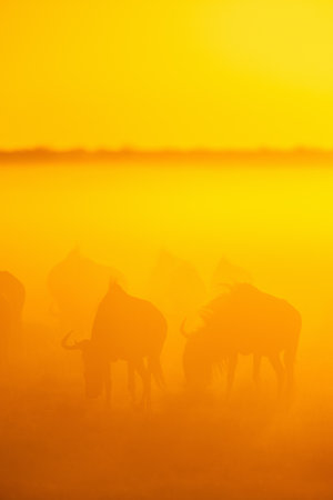 Silhouettes of grazing wildebeest against a golden sunrise in Botswana, creating a serene and ethereal atmosphere in the morning mist.の写真素材