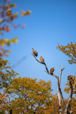 A group of vultures perched on the branches of a dead tree, surrounded by vibrant autumn foliage and...