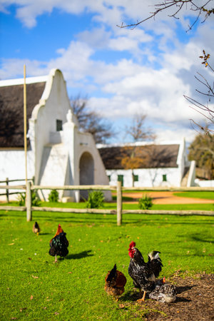 Chickens and rooster grazing on lawn in front of historic white Cape Dutch colonial buildings in...