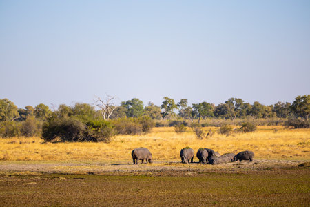 A group of hippos basking on dry land under the sun, surrounded by the serene and golden savanna landscape of Botswana.の写真素材