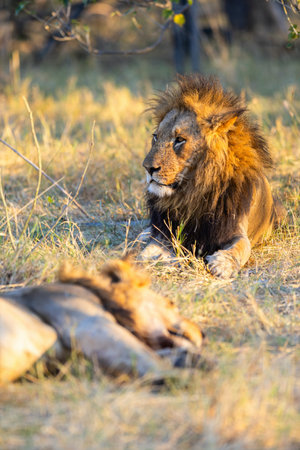 A pair of majestic male lions resting on the golden grass of the African savanna during golden hour, showcasing their powerful build and regal manes.の写真素材