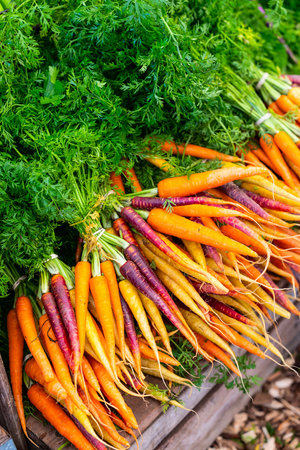 Colorful organic carrots in orange, purple, and yellow varieties displayed with vibrant green tops and roots intact.の写真素材