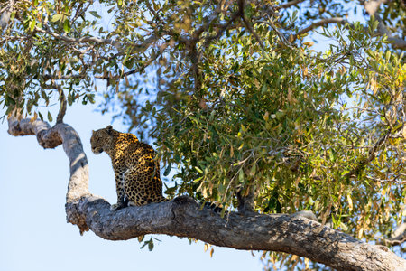 A leopard sitting gracefully on a large tree branch, partially shaded by lush green foliage, surveying its surroundings under a clear blue sky.の写真素材