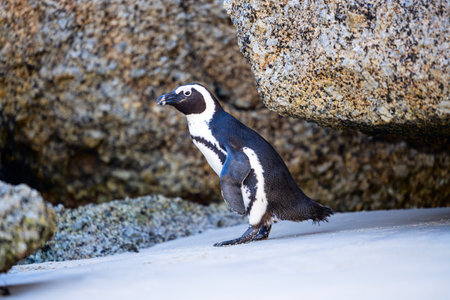 A black-and-white penguin standing on a sandy beach near large textured rocks, blending into the natural coastal environment.の写真素材