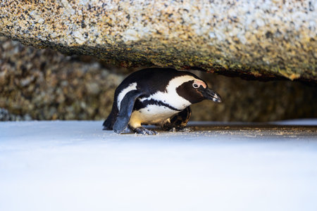 A close-up of a penguin crouching under a rocky overhang, blending with its natural habitat in a coastal environment.の写真素材