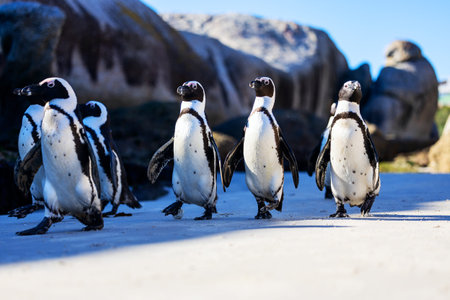 A close-up view of African penguins strolling on a sandy beach, with rocky outcrops in the background under bright sunlight.の写真素材