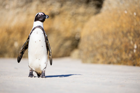 A close-up of an African penguin standing upright on a sandy beach, with rocky outcrops blurred in the background under bright sunlight.の写真素材
