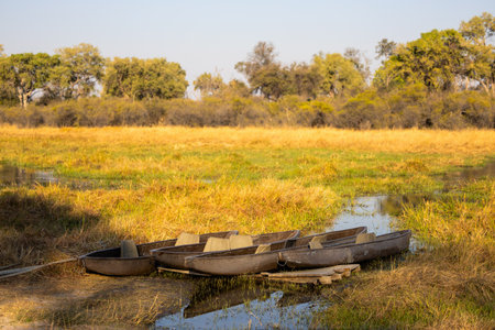 Traditional mokoro canoes rest on a shallow waterway amidst the golden grasslands and tranquil scenery of Botswana's Okavango Delta, surrounded by lush vegetation under clear skies.の写真素材