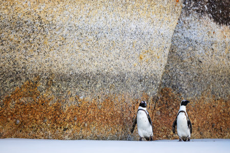 Two black-and-white penguins stand on the sand, framed against a large, textured, and colorful rock wall in their natural coastal habitat.の写真素材