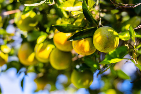 Clusters of ripe yellow lemons hanging among lush green leaves on a sunlit tree, showcasing the freshness and vibrancy of citrus fruit in its natural orchard setting.の写真素材