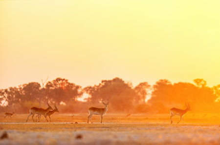 A herd of graceful antelopes walks across an open plain during a golden sunset in Botswana, with warm hues painting the sky and the landscape in rich tones.の写真素材
