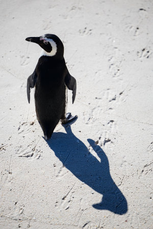 A single African penguin standing upright on sandy ground, casting a long shadow in the sunlight, with scattered footprints in the background.の写真素材