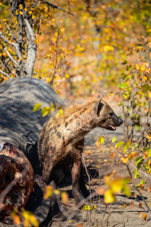 A spotted hyena stands near an elephant carcass in a dry, wooded area. The hyena is alert, surrounded by autumn leaves and dappled sunlight, emphasizing nature's harsh cycle.の写真素材